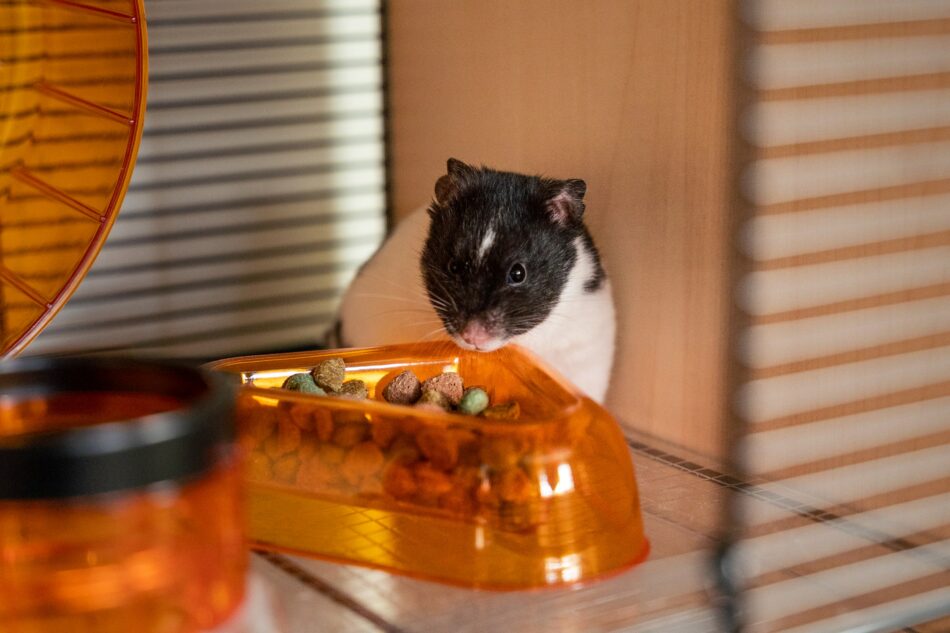 Ein Hamster knabbert in seinem Käfig am Futter