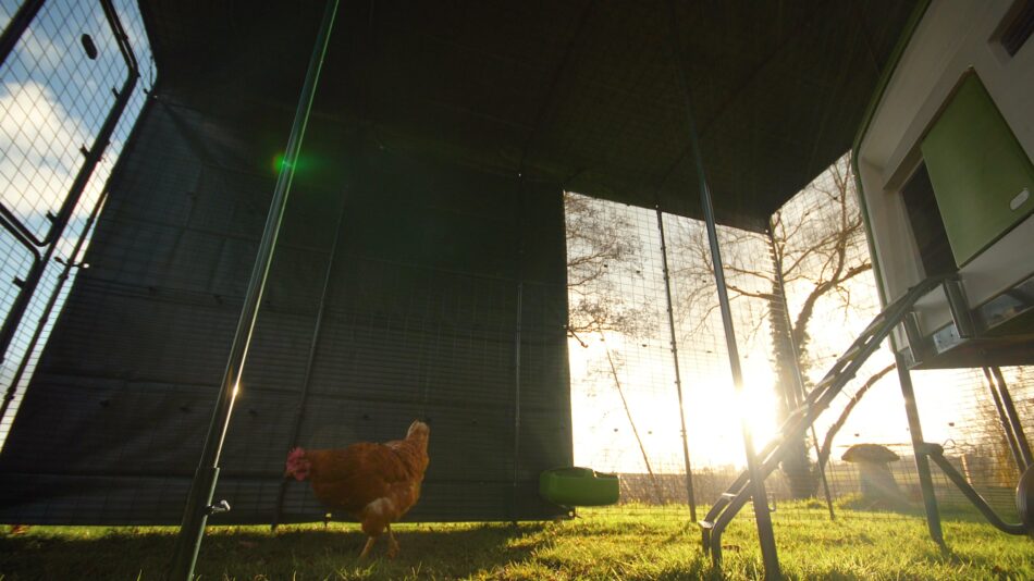 Ein Huhn läuft in Omlets Walk In Run – Begehbaren Hühnergehege umher