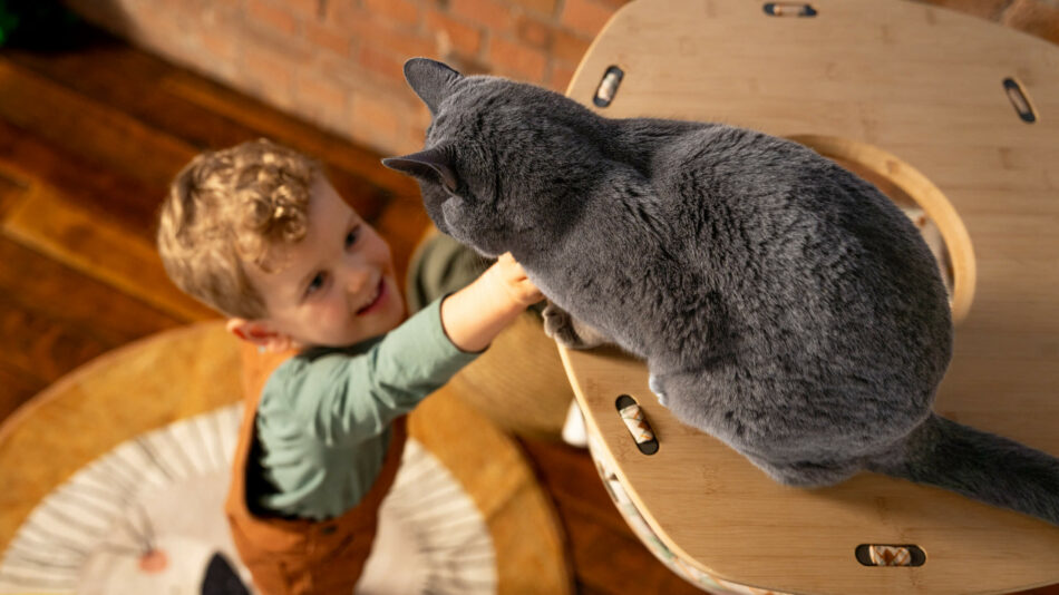 Ein Junge streckt seinen Arm zu einer grauen Katze auf dem Freestyle Katzenbaum aus