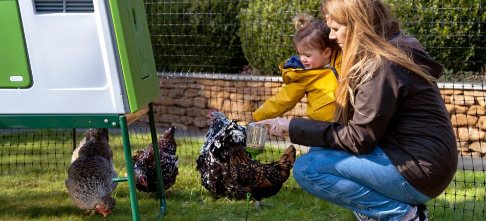 Ein Mädchen und seine Mutter beim Spielen mit Hühnern im Auslauf des Omlet Eglu Cube Hühnerstalls 