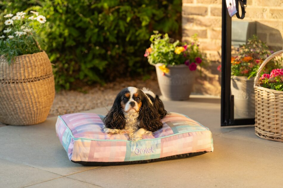 Ein Spaniel im Freien auf seinem Omlet Hundekissen in Prism Kaleidoscope