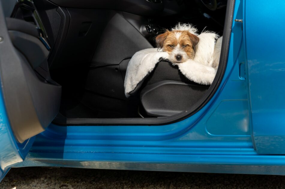 Ein Terrier, der sich im Auto auf der luxuriösen Hundedecke aus Schaffellimitat von Omlet ausruht
