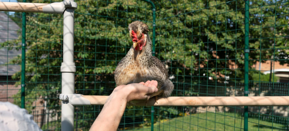 Eine Hühnerhalterin streckt einem Huhn auf dem Omlet PoleTree Hühnerstangensystem ihre Hand entgegen  
