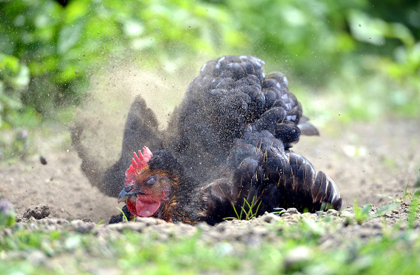 Eine schwarze Black Rock-Henne kühlt sich in einem Staubbad ab 