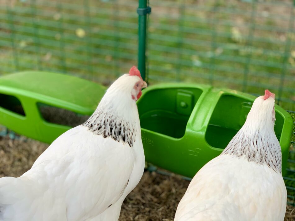 Zwei weißgraue Hühner beim Trinken aus der Omlet Eglu Wassertränke 