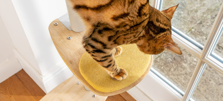 Eine Katze auf der Stufe des Omlet Freestyle Indoor Kratzbaums