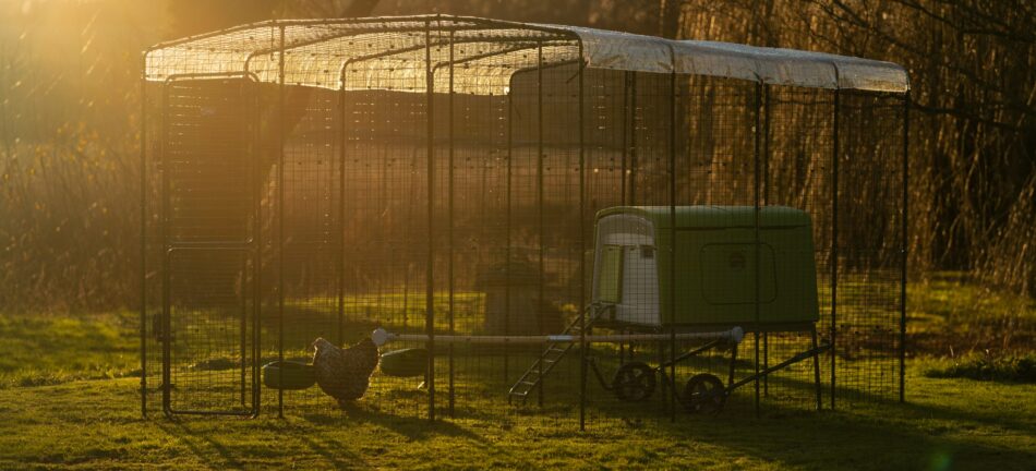 Sonnenuntergang über dem Walk In Run – Begehbaren Hühnergehege und dem Eglu Cube Hühnerstall, beides von Omlet 
