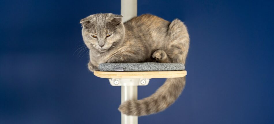 Eine graue Katze, die sich auf Omlets Freestyle Katzenbaum zusammengerollt hat