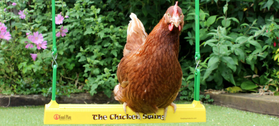 Ein Huhn, das auf der Omlet Hühnerschaukel “Chicken Swing” sitzt