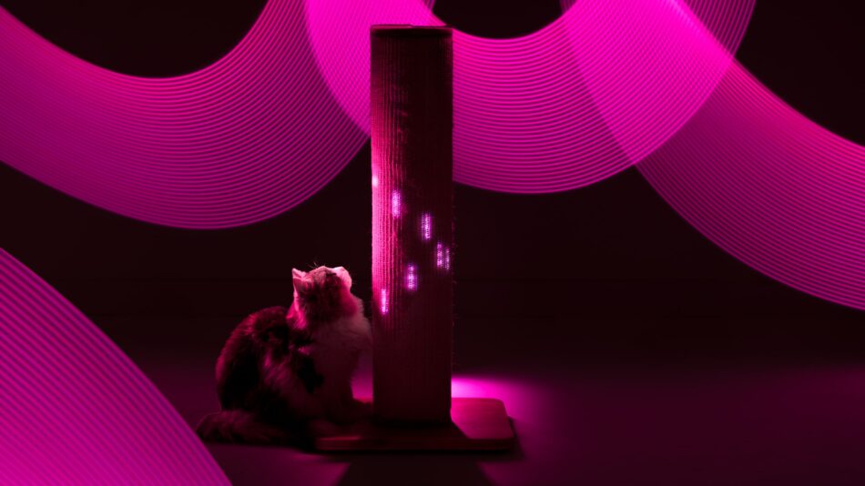 Eine Katze, die vom Licht des Switch Kratzstamms umgeben ist 