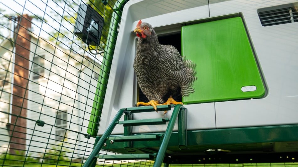 Ein Huhn geht die Leiter des Omlet Eglu Cube Hühnerstalls herunter