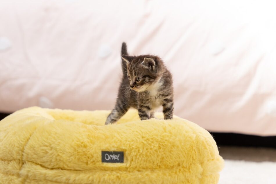 Ein Katzenkind steht auf dem Maya Donut Katzenbett in Butterblumengelb 