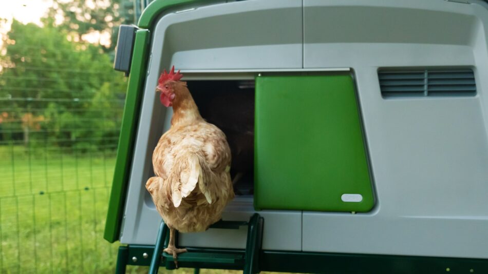 Ein braunes Huhn geht durch die Autodoor in seinen Omlet Eglu Cube Hühnerstall