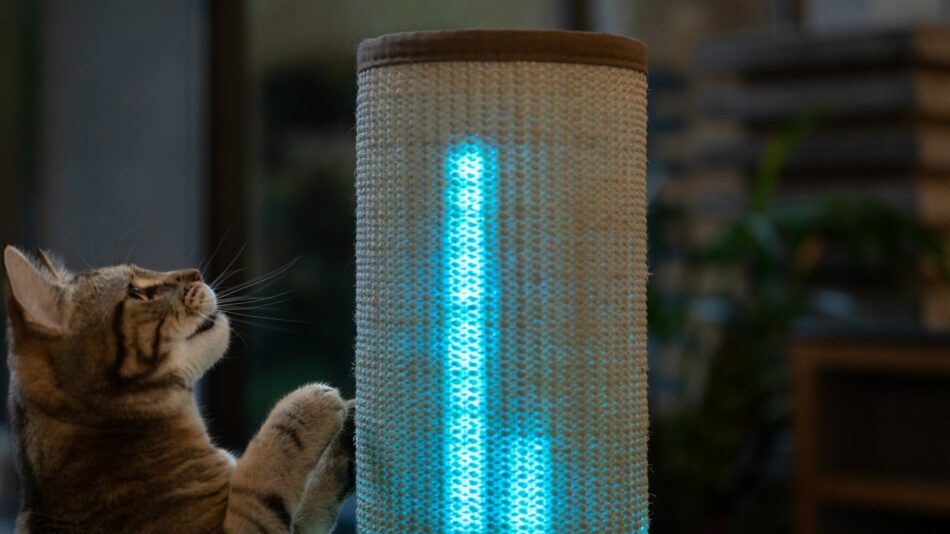 Eine Katze schaut auf den Switch Kratzstamm mit blauen Lichtern 
