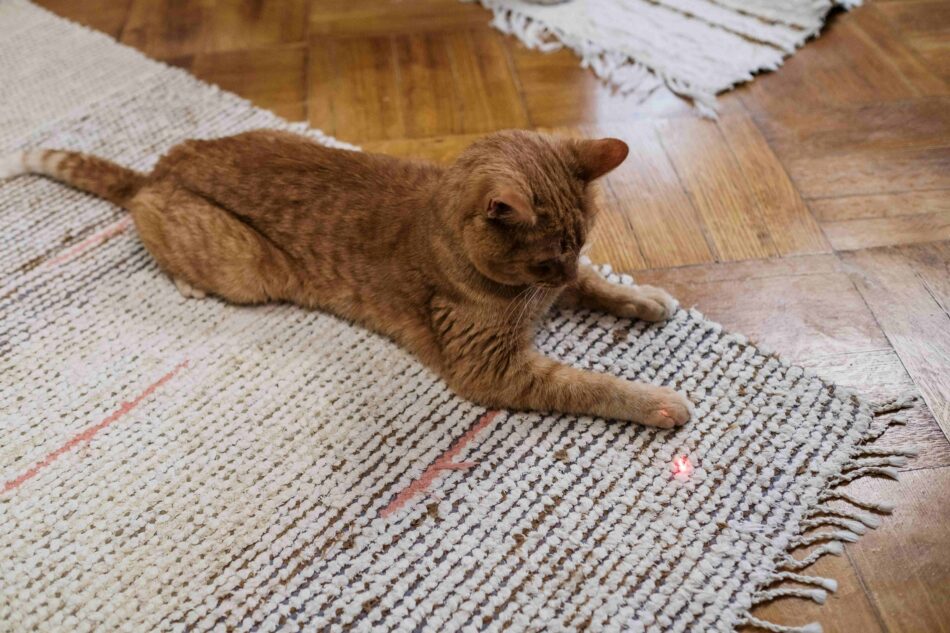 Eine Katze spielt auf dem Boden mit einem Laserpointer  