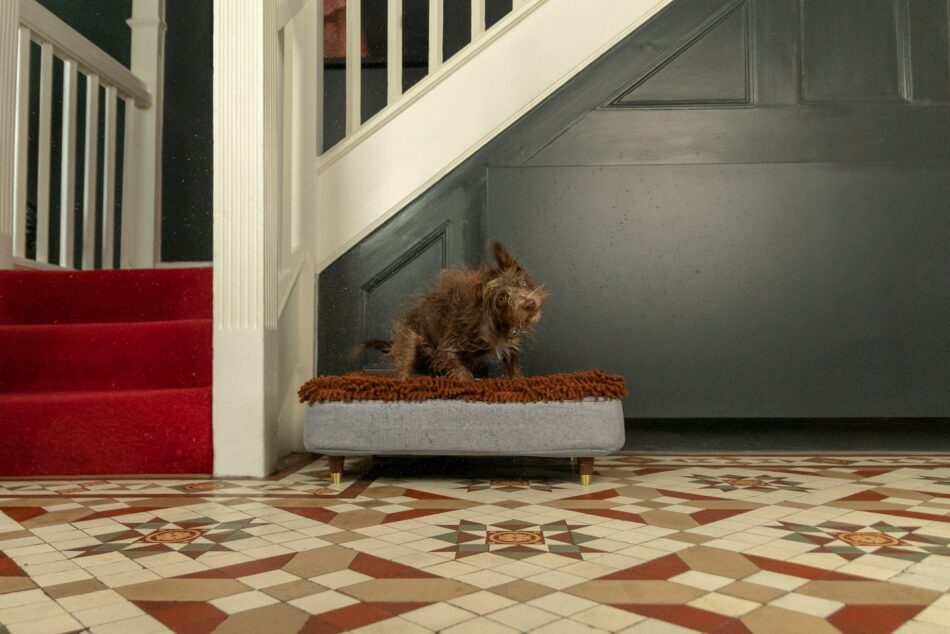 Ein Hund schüttelt sich auf dem Omlet Topology Hundebett, nachdem er ins Haus gekommen ist 