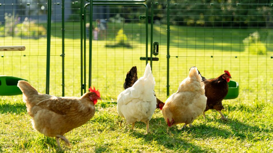 Hühner im Omlet Walk In Run – Begehbaren Hühnergehege 
