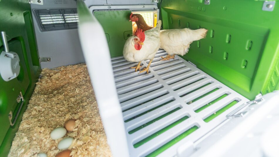 Hennen und ihre Eier im Omlet Eglu Cube Hühnerstall 