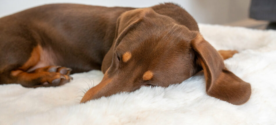 Ein Dackel schläft auf der Omlet Hundedecke aus Schaffellimitat