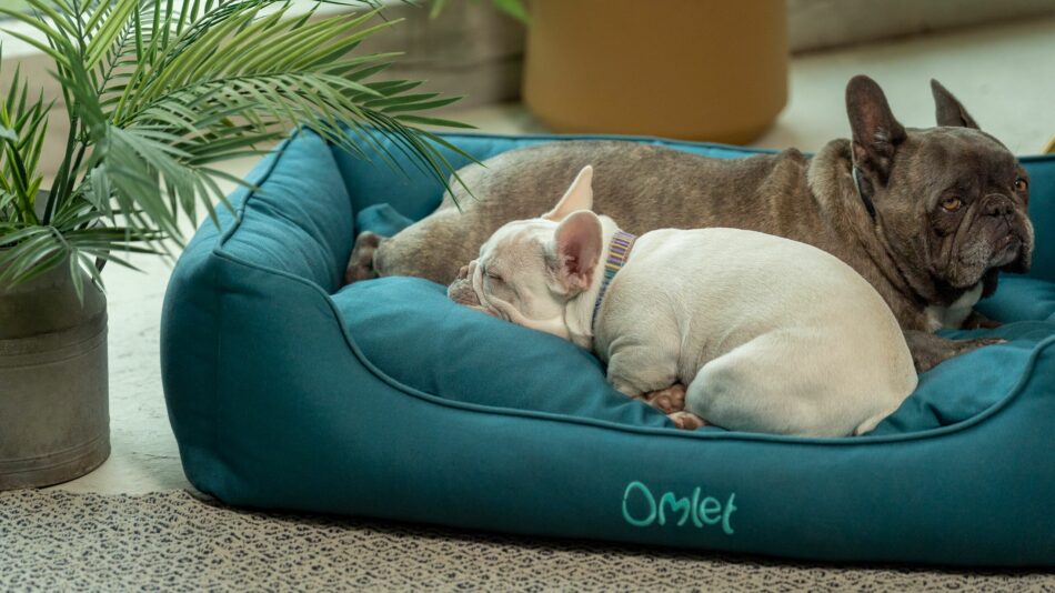 Zwei Hunde schlafen auf einem Omlet Hundenest