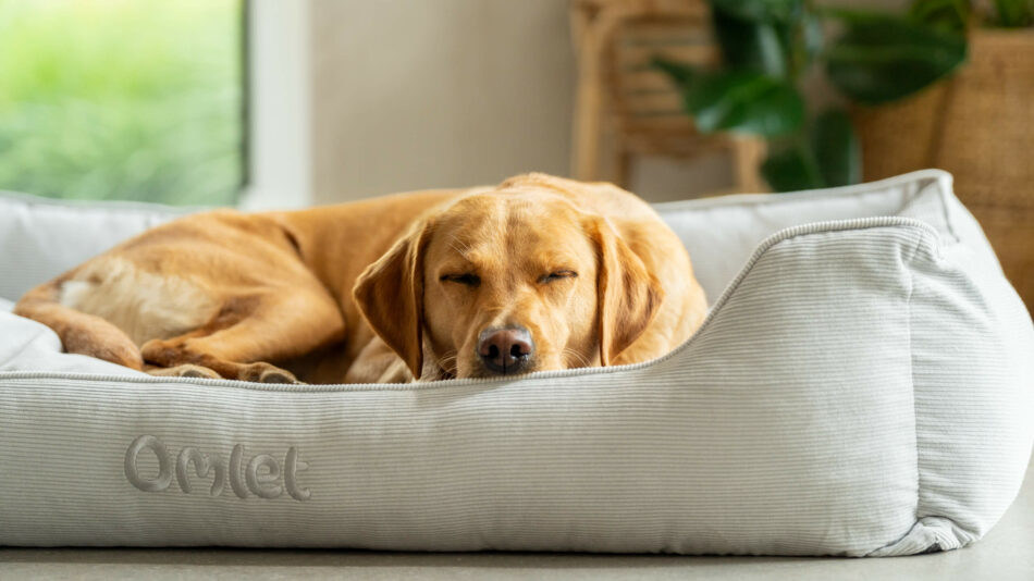 Ein Hund schläft auf einem Omlet Hundenest – was beeinträchtigt den Schlaf meines Hundes