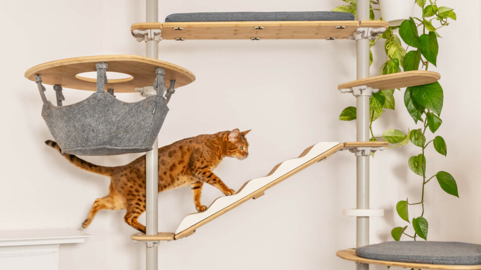 Eine Katze beim Klettern auf dem Omlet Indoor Freestyle Katzenbaum – wie sich Langeweile bei Katzen vermeiden lässt