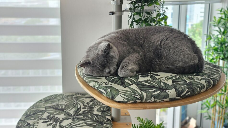 Eine Katze schläft auf einer Plattform des Omlet Freestyle Katzenbaums