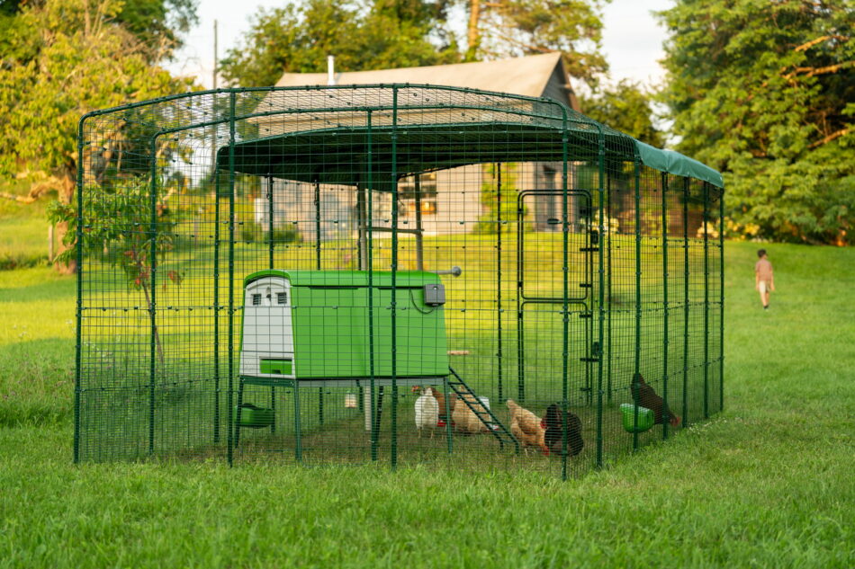 Eglu Cube in einem Walk In Run – Begehbaren Gehege