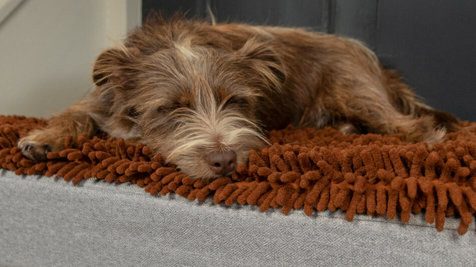 Ein Hund schläft auf dem Omlet Topology Hundebett mit Mikrofaser-Topper
