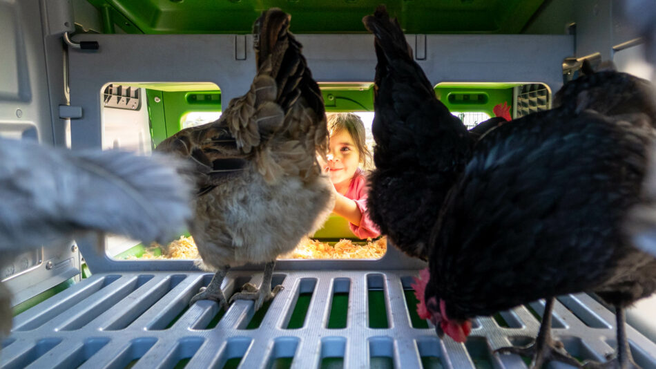 Ein Mädchen schaut nach ihren Hühnern im Eglu Pro