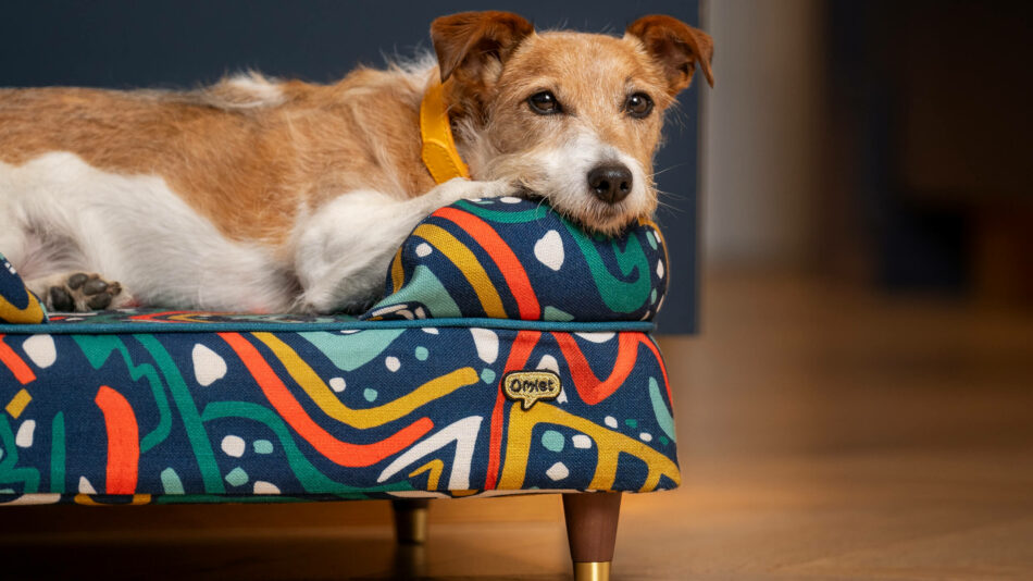 Ein Terrier liegt auf einem Omlet Hundesofa aus der Mischief-Kollektion