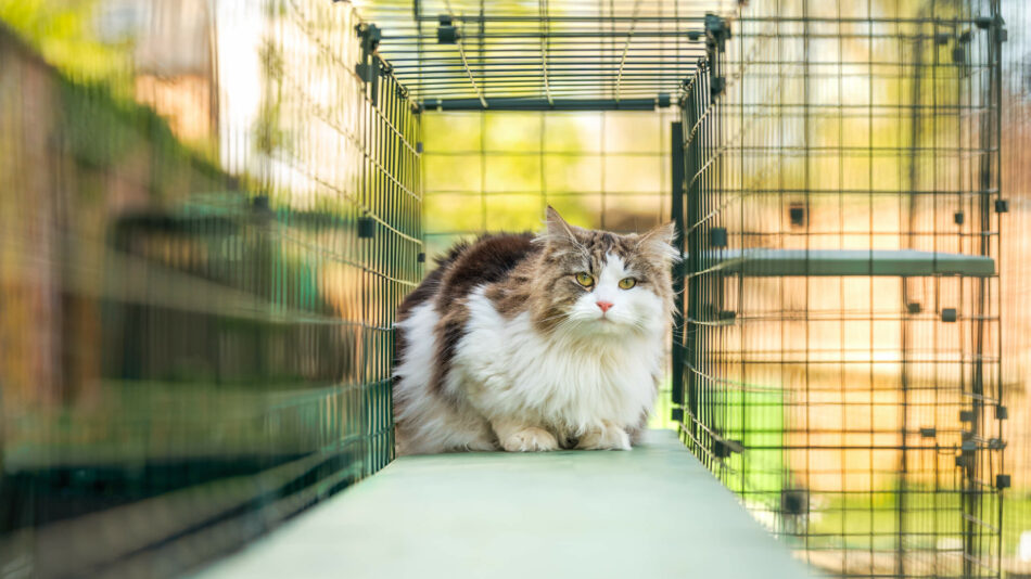 Eine Katze sitzt im Omlet Tunnelsystem für Katzengehege