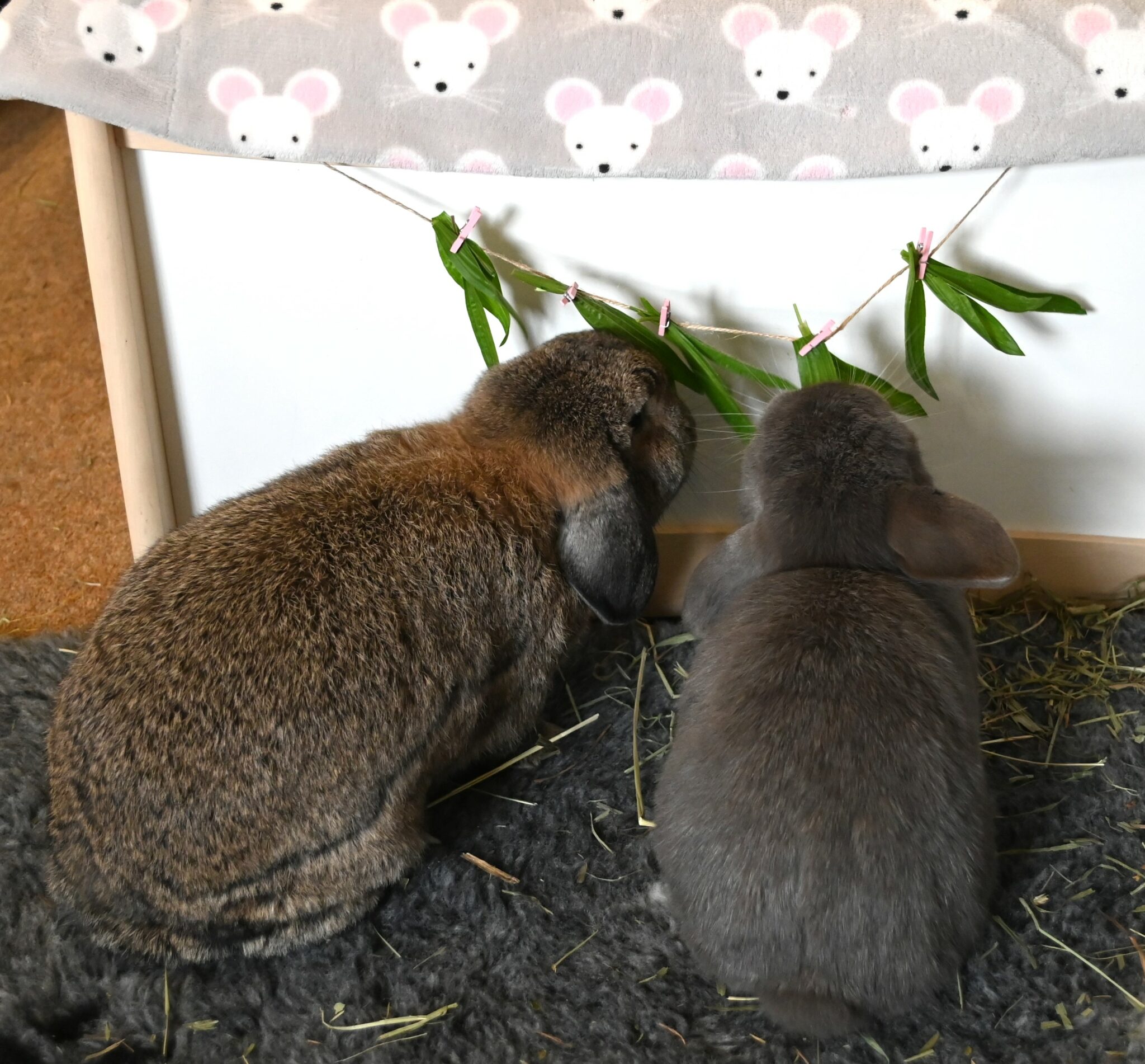 meerschweinchen spielzeug selber machen DIY-Spielzeug für deine Kaninchen oder Meerschweinchen - Omlet Blog