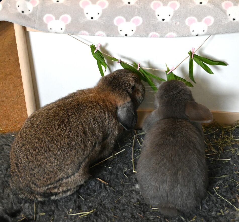 Zwei Kaninchen knabbern an einem selbstgemachten Spielzeug