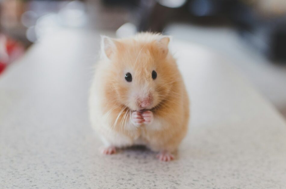 Ein Hamster hat sich zum Fressen hingesetzt