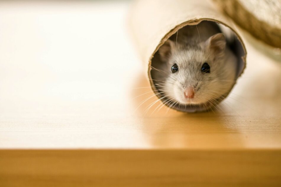 Ein Hamster in einer Pappröhre