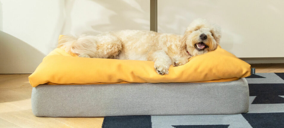 Ein Hund ruht sich auf dem Omlet Topology Hundebett mit Sitzsack-Topper aus