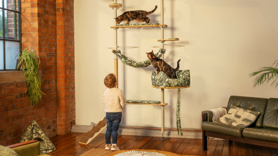 Katzen beim Klettern auf dem Omlet Freestyle Indoor Katzenbaum