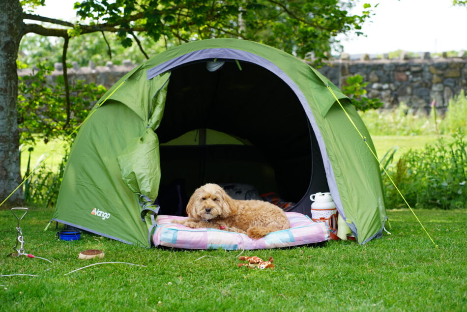 Ein Hund auf dem Omlet Hundekissen während eines Campingausflugs