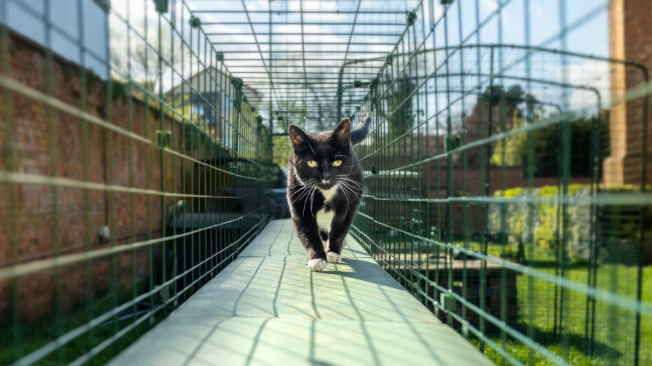 Eine schwarze Katze läuft im Sommer durch die Omlet Gehegetunnel 