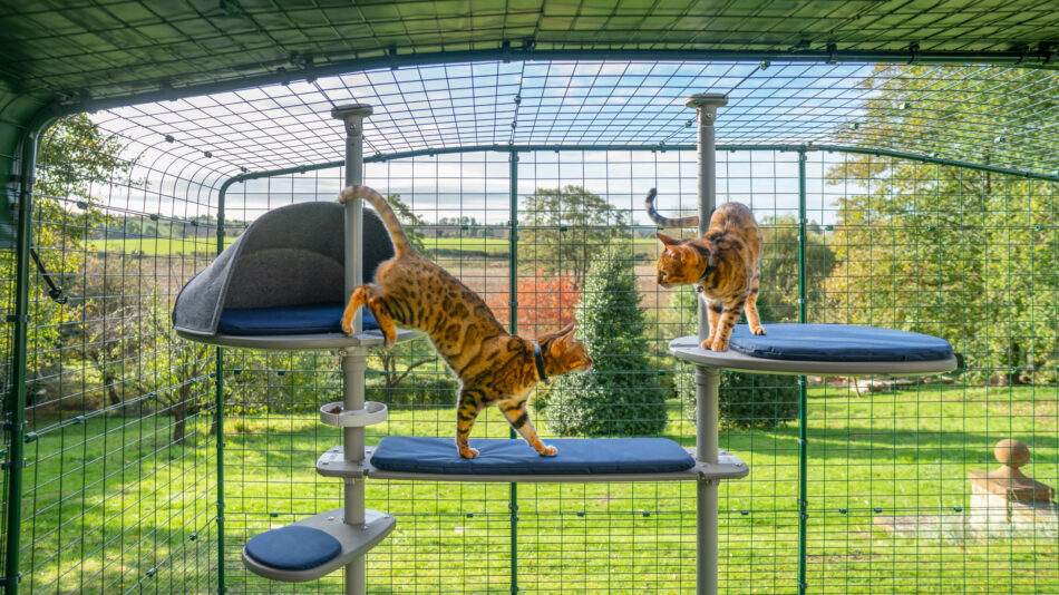 Zwei Katzen beim Klettern auf dem Freestyle Outdoor Katzenbaum im Omlet Katzengehege