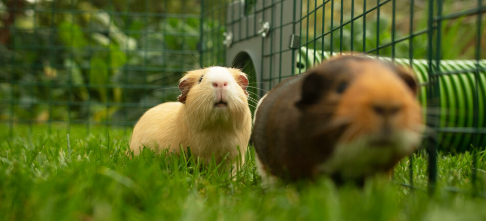 Zwei Meerschweinchen spielen im Auslauf des Eglu Go Kleintierstalls