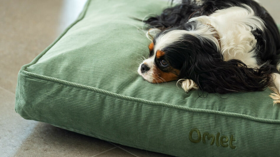 Ein kleiner Hund schläft auf dem Omlet Hundekissen