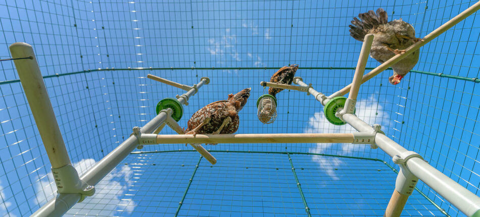 Hühner spielen auf dem Omlet PoleTree im Walk In Hühnergehege