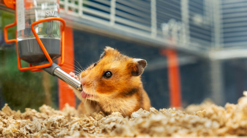 Ein Hamster beim Trinken aus seiner Omlet Trinkflasche im Hamsterheim