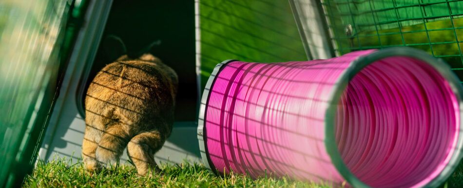 Ein Kaninchen hoppelt in den Omlet Eglu Go