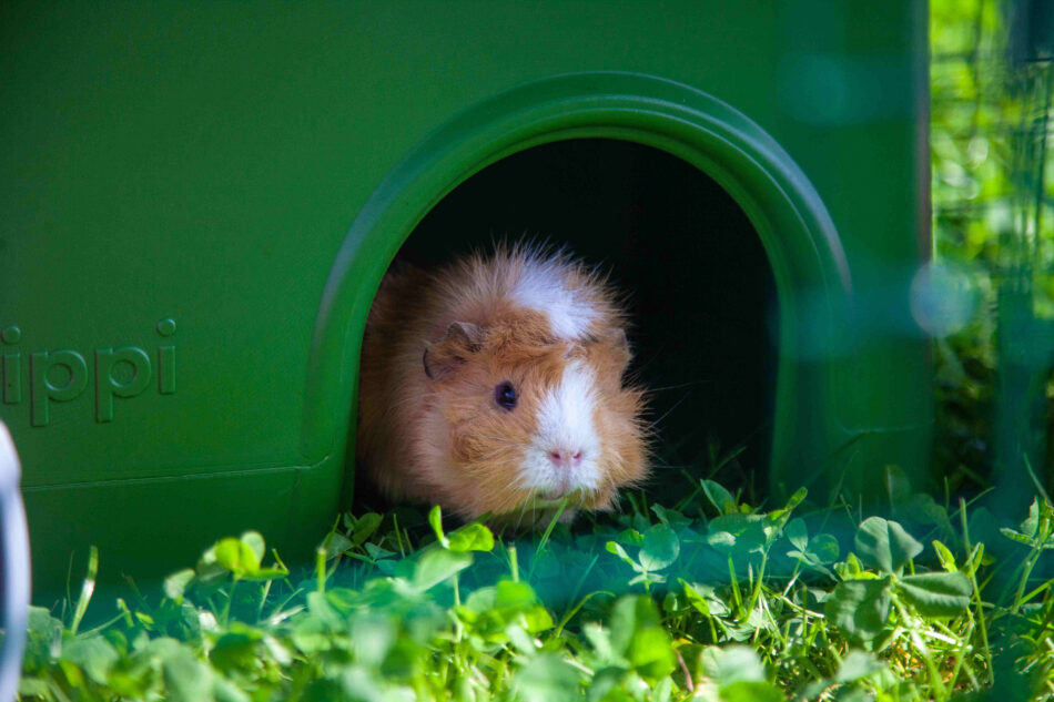 Ein Meerschweinchen im grünen Omlet Zippi Unterschlupf