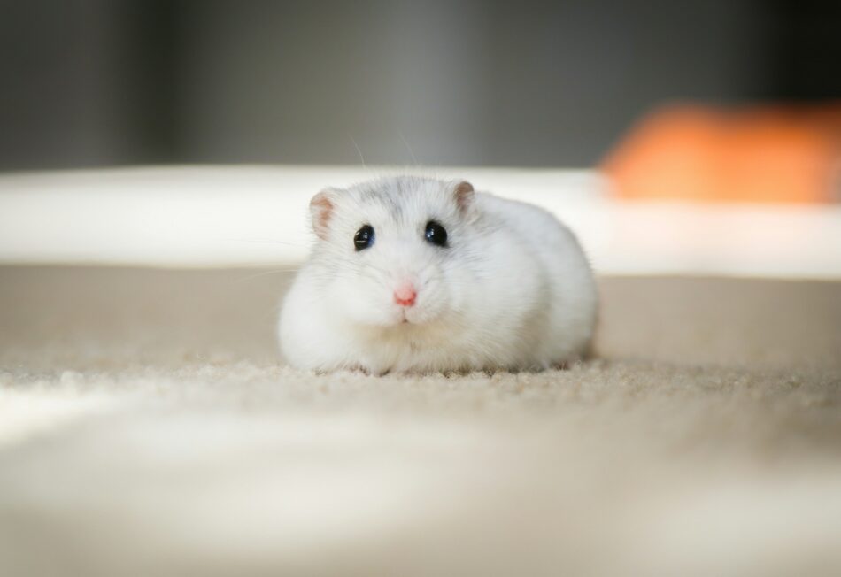 Ein Hamster, der sich auf einen Tisch gelegt hat
