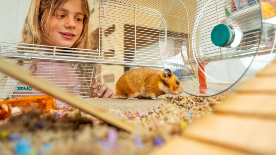 Ein Mädchen betrachtet einen Hamster im Omlet Hamsterkäfig