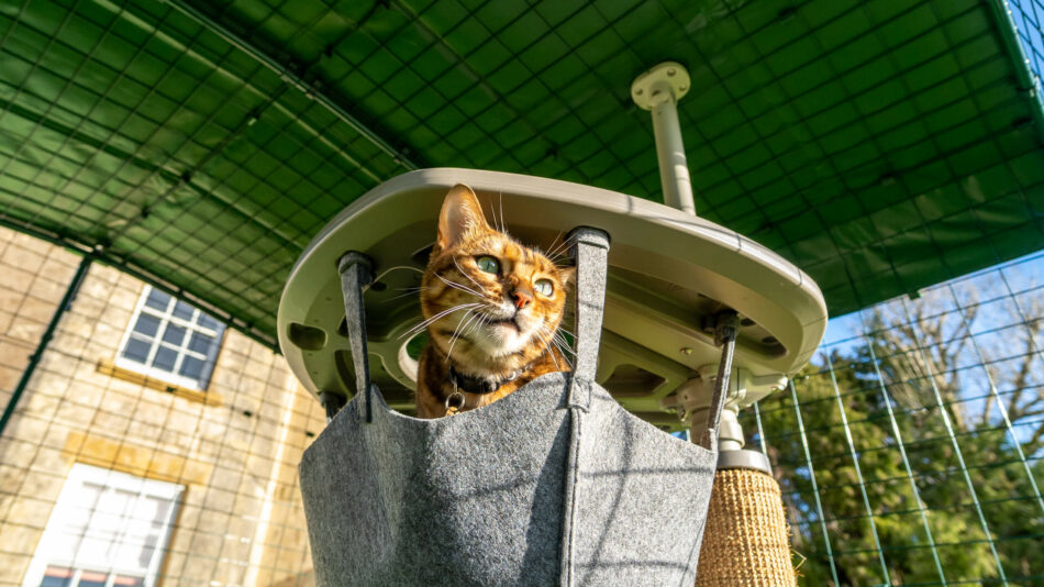 Eine Katze in der Hängematte des Freestyle Outdoor Katzenbaums, der im Omlet Katzengehege steht